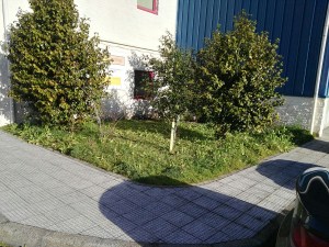 Aspecto previo de pequeño jardín